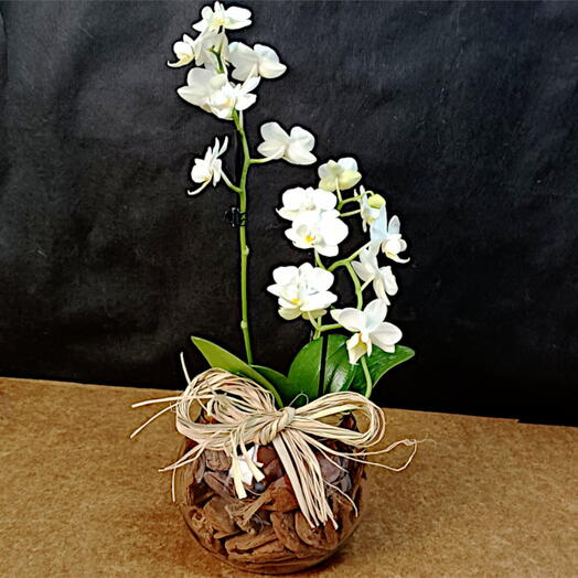 Orquidea Phalaenopsis Baby Branca no Vidro