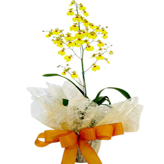 orquidea chuva de ouro