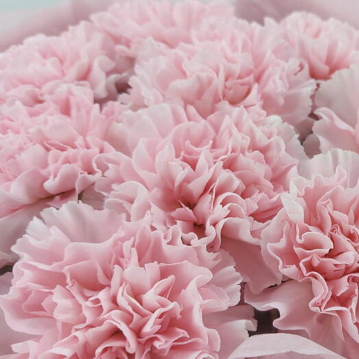 Dianthus Rosas (M)
