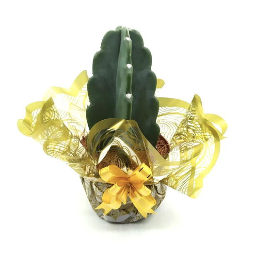 Cacto Mandacaru Sem Espinhos