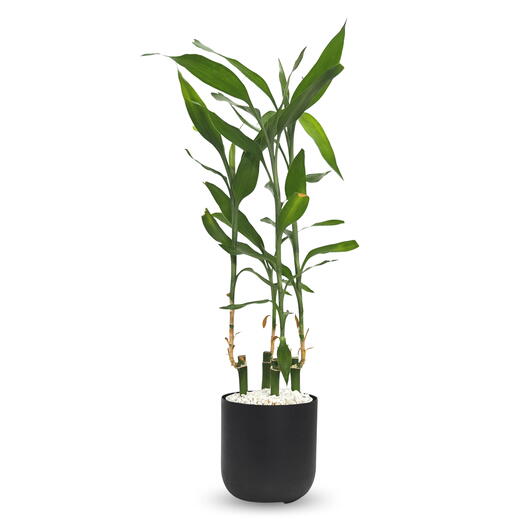Cachepot Due com Bambu da Sorte Torre (50cm)