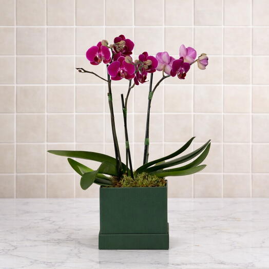 Orquidea Phalaenopsis Pink em Cachepot | La Floricultura