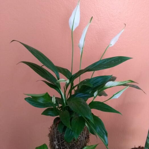 Kokedama de mini Lirio da Paz