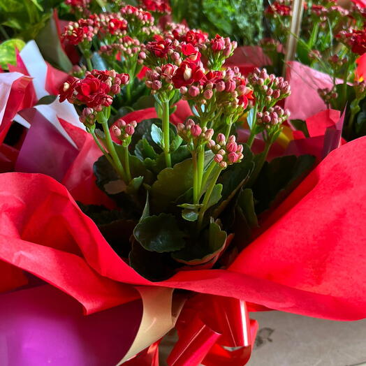 Flor da Fortuna-Cores Variadas