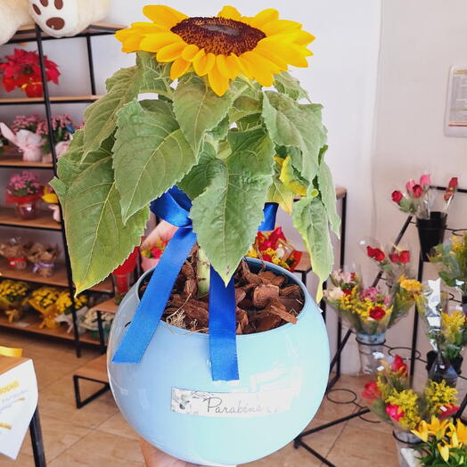 Girasssol Plantado Decorada no Vaso de Vidro