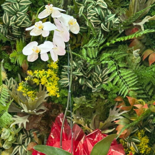 Orquidea Branca