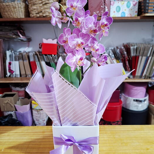 Mini Orquidea Especial Lilas