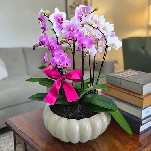 Combo de Mini Orquideas