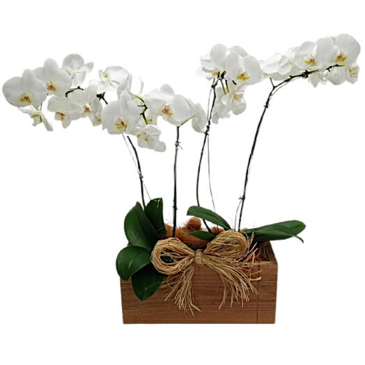 2 vasos de orquidea phalaenopsis branca com 2 hastes no cachepo de madeira