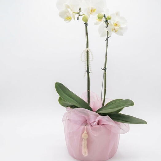 Orquidea Box Glamour Rosa