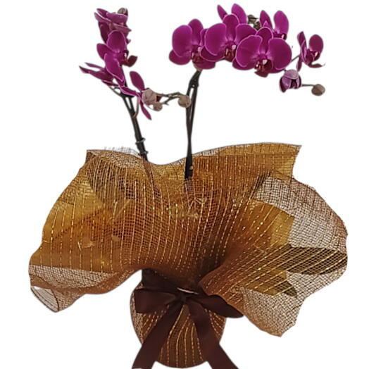Orquidea Mini Phalaenopsis vinho embalada na tela metalizada