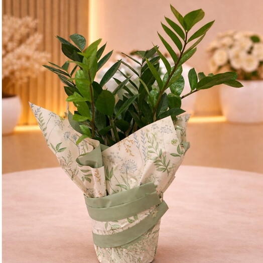 Planta Zameoculca da prosperidade