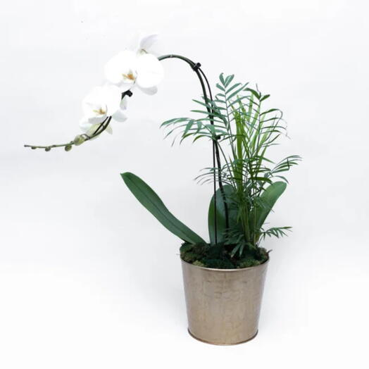 Orquidea Cascata Pink Em Vaso Dourado – Bienvenue Branca