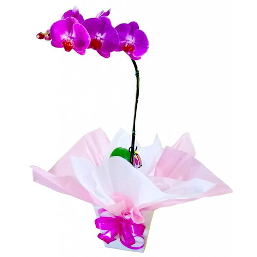 Orquidea