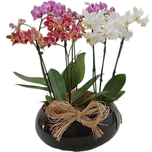 3 vasos de orquidea mini phalaenopsis coloridas no vaso de vidro