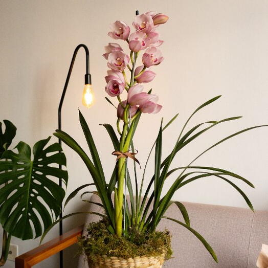 Orquidea Cymbidium