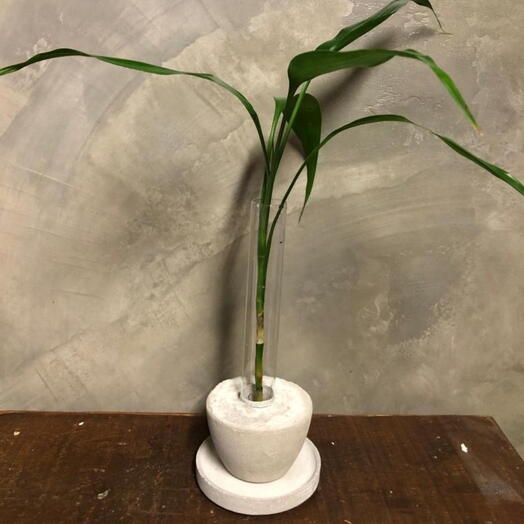 Solitario com Bambu da sorte