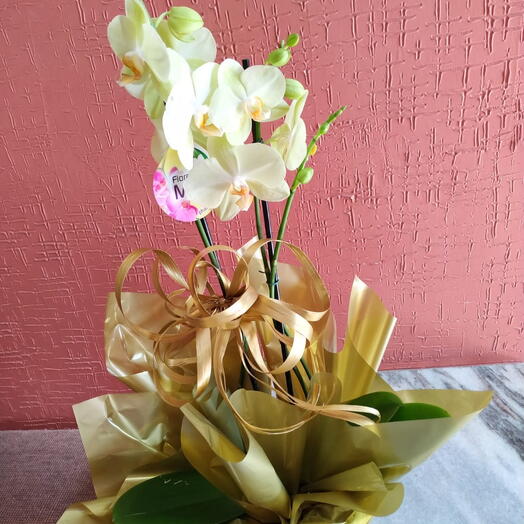 Orquidea Cachepo
