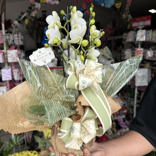 Mini Orquidea