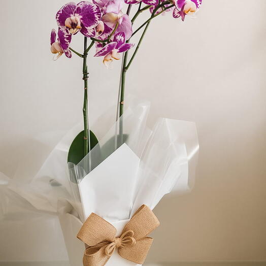 Orquidea Phalaenopsis exotica - Pink Bicolor