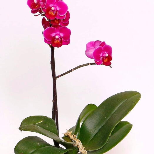 Orquidea