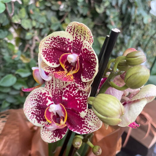 Mini Orquidea fer