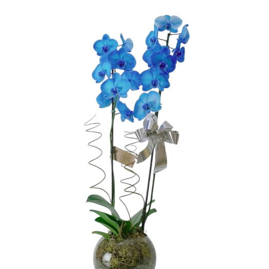Orquidea Azul em Vaso de Vidro