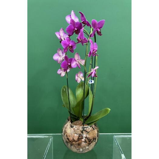 Orquidea no Aquario