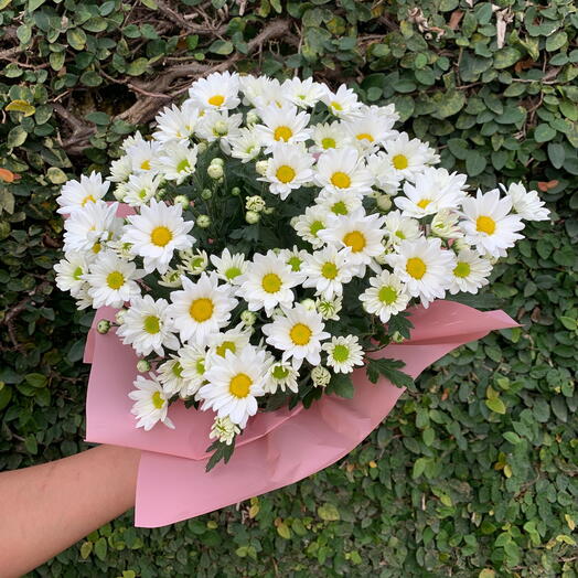 Mini Margarida Branca