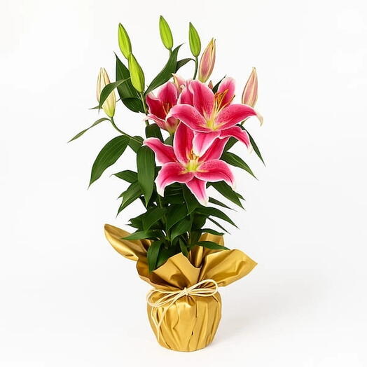 Lirios Plantados