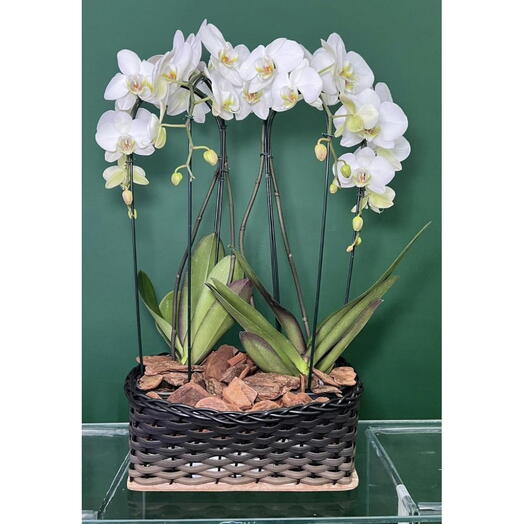 Dupla de Orquideas