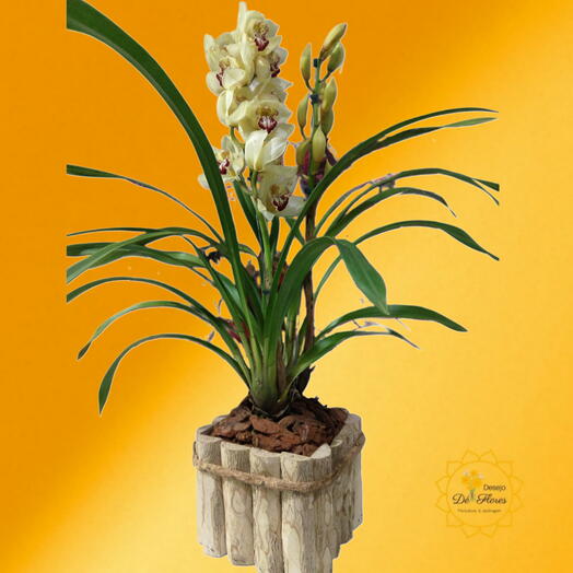 Orquidea Cymbidium Replantada