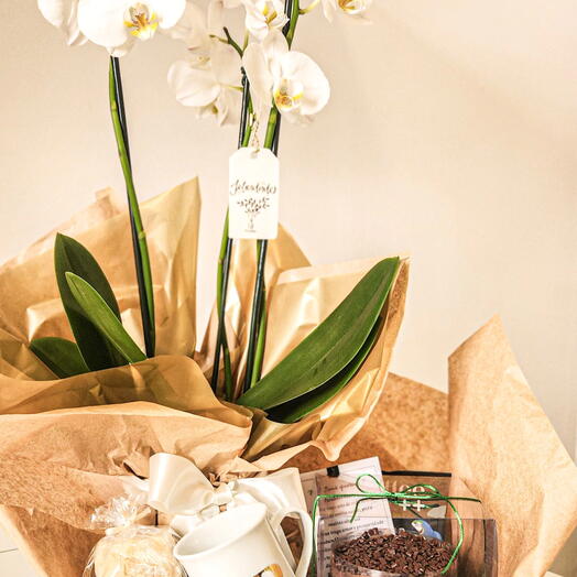 Cesta Festa com Orquidea