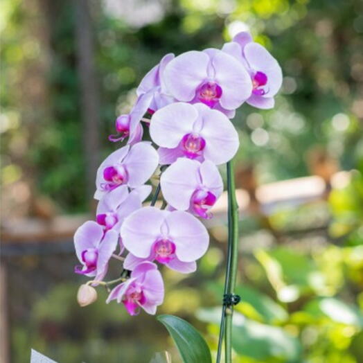 Orquideas Cascata