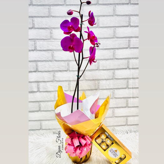Orquidea Glamour Roxa