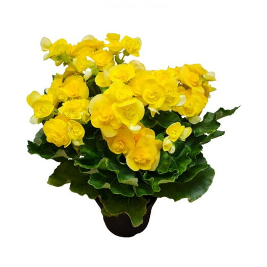 Begonia Amarela