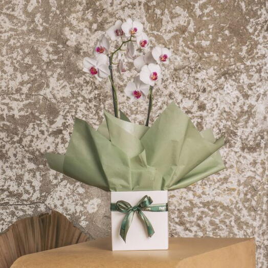 ORQUIDEA DUAS HASTES