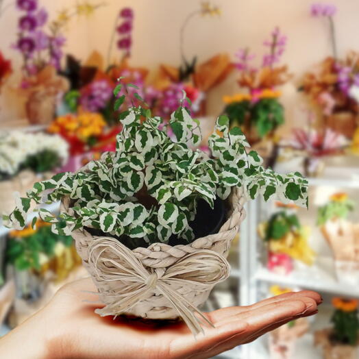 Minihera no cachepo de palha de milho trançado