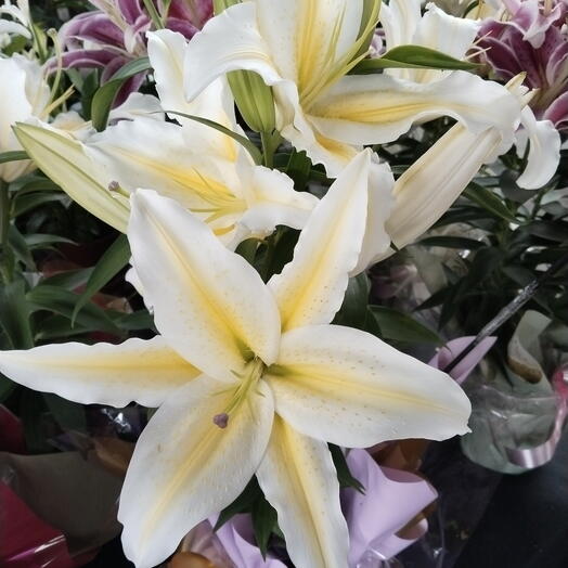 Lirio branco ou cor de rosa