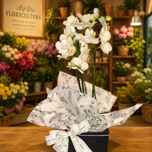 Orquidea Phalaenopsis Branca