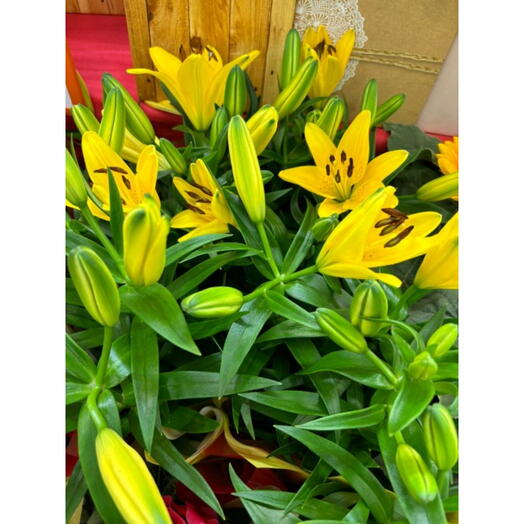 Vaso de Lirio Amarelo