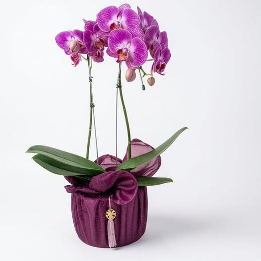 Orquidea Roxa Box Glamour