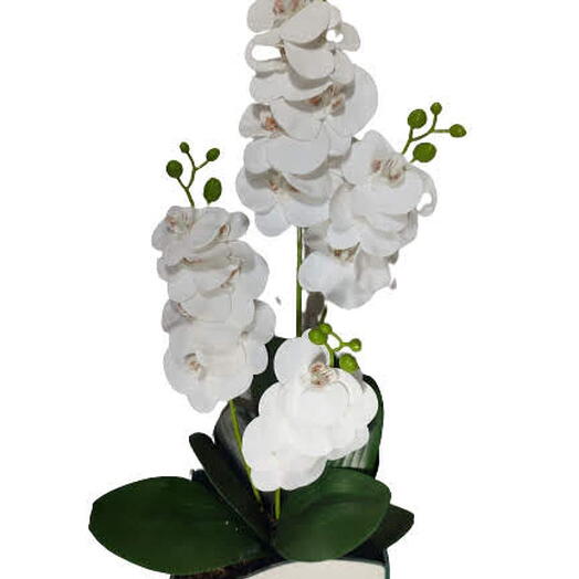 Orquidea 3H