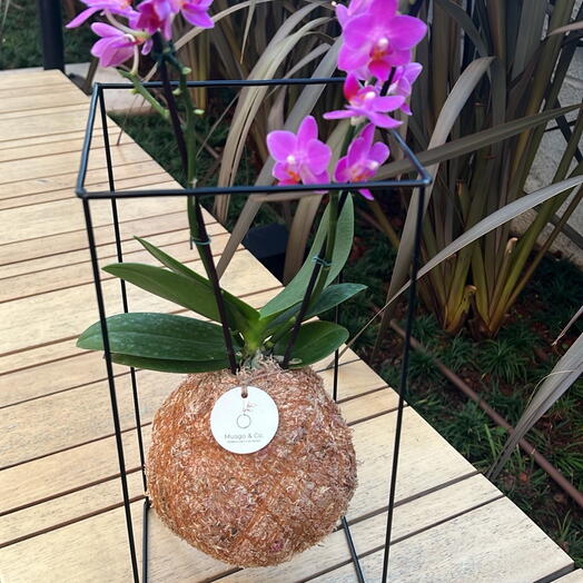 Orquidea