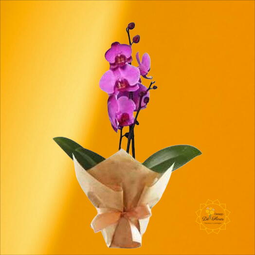 Orquidea Dia Feliz
