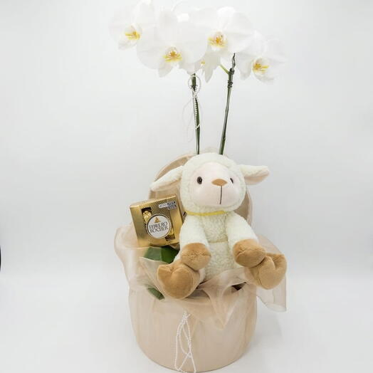 Kit Orquidea O Bebê Chegou