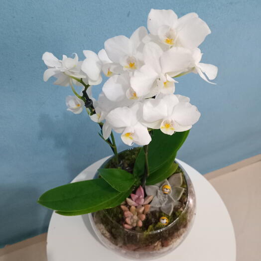 Arranjo em vaso de vidro com mini orquidea Phalenopsis