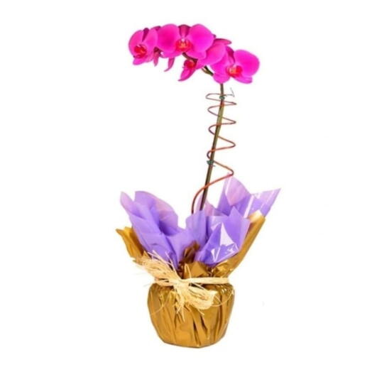 Orquidea Phalaenopsis Pink