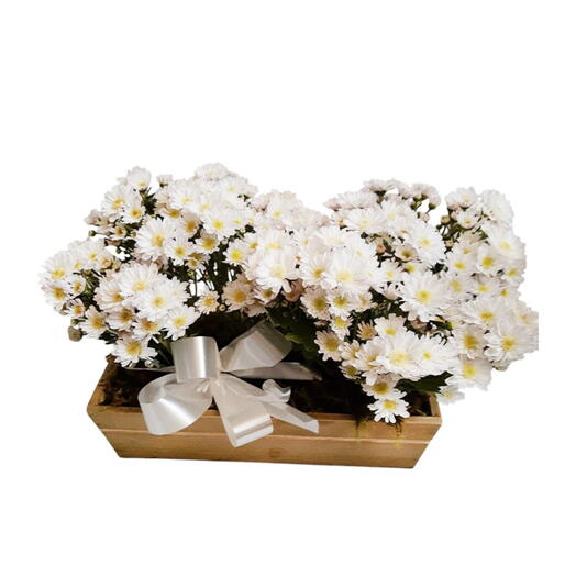 Arranjo de Flores 2 margaridas plantadas