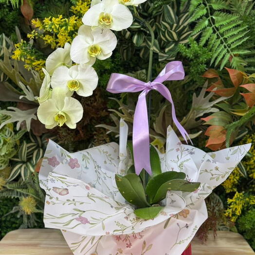 Orquidea Verde